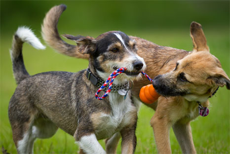 pet day care