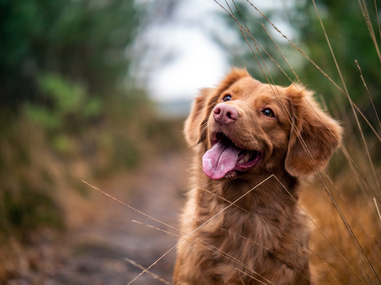 Booking a Hotel in Phoenix? Bring your pets with you!