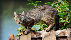 local cat boarding