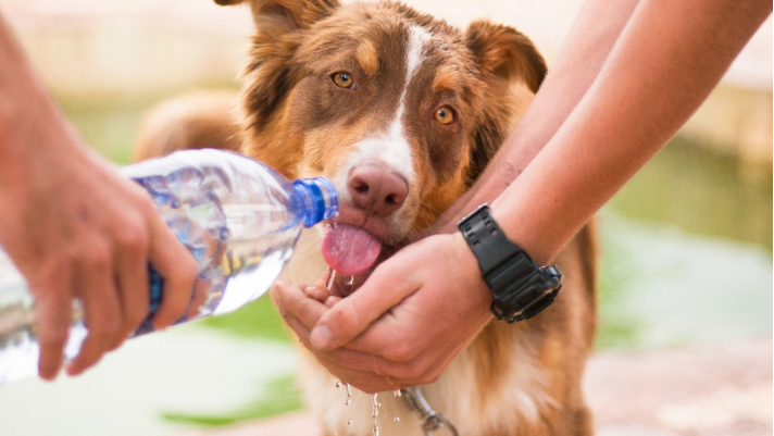 Best Summer Activities for Dog Owners + Safety Tips