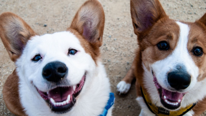 doggy daycare