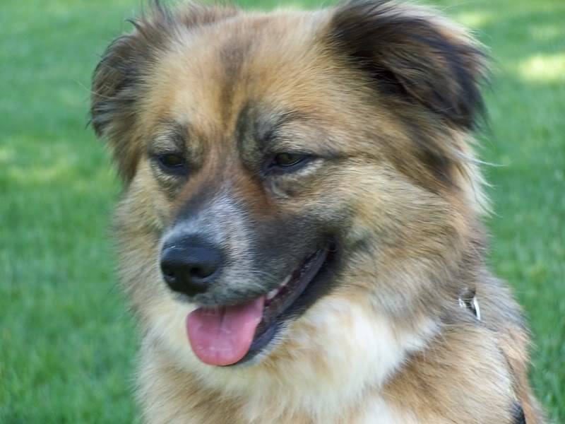 How to Pick A Dog-Approved Pooch Resort
