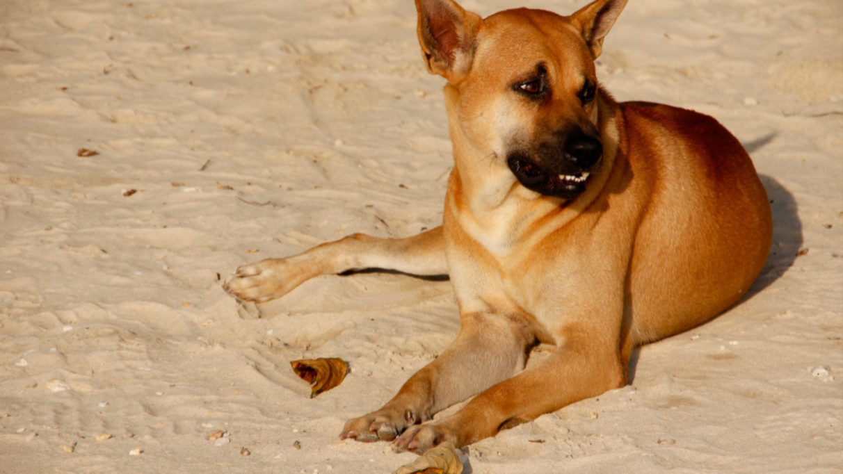 Why Book A Vacation For Your Pet?