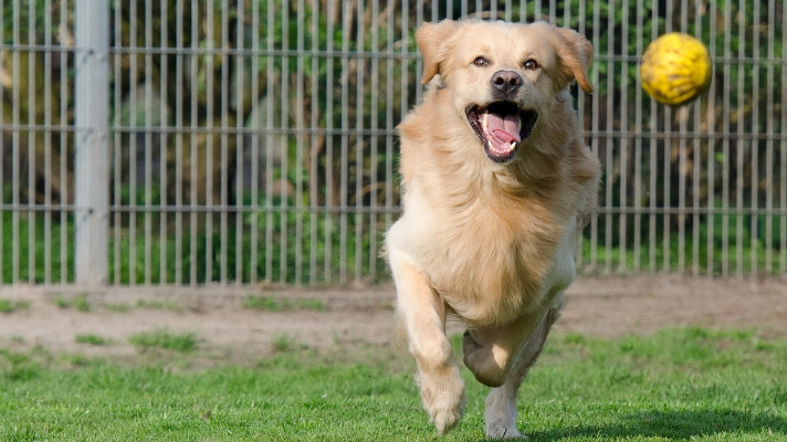 boarding your dog