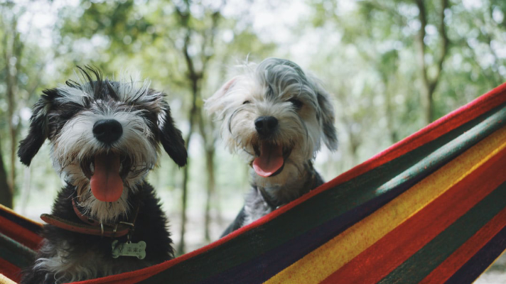 Doggy Daycare Is the Best Option for Your Pup’s Care