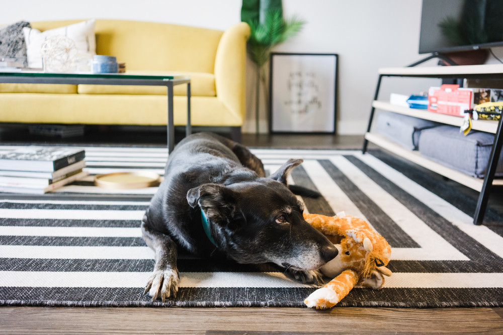 6 Reasons to Take Your Pooch to Dog Daycare