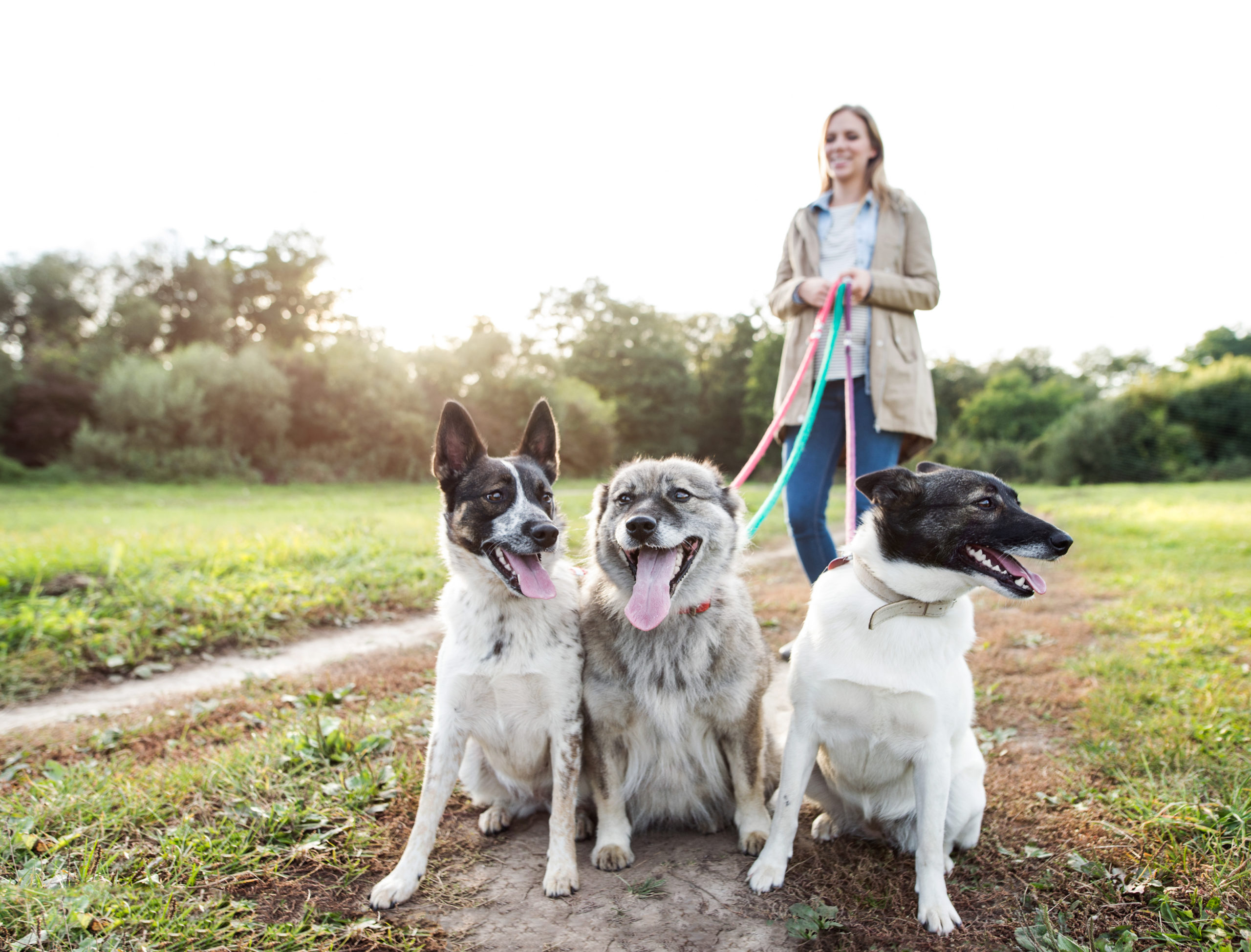 doggy daycare