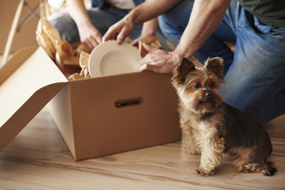 Dog Boarding Reservations: Debunking the myths